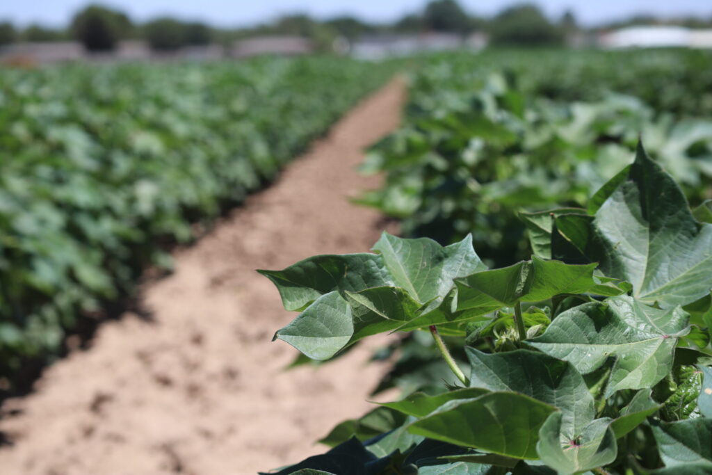 Cotton at Innovation Farm in West Texas