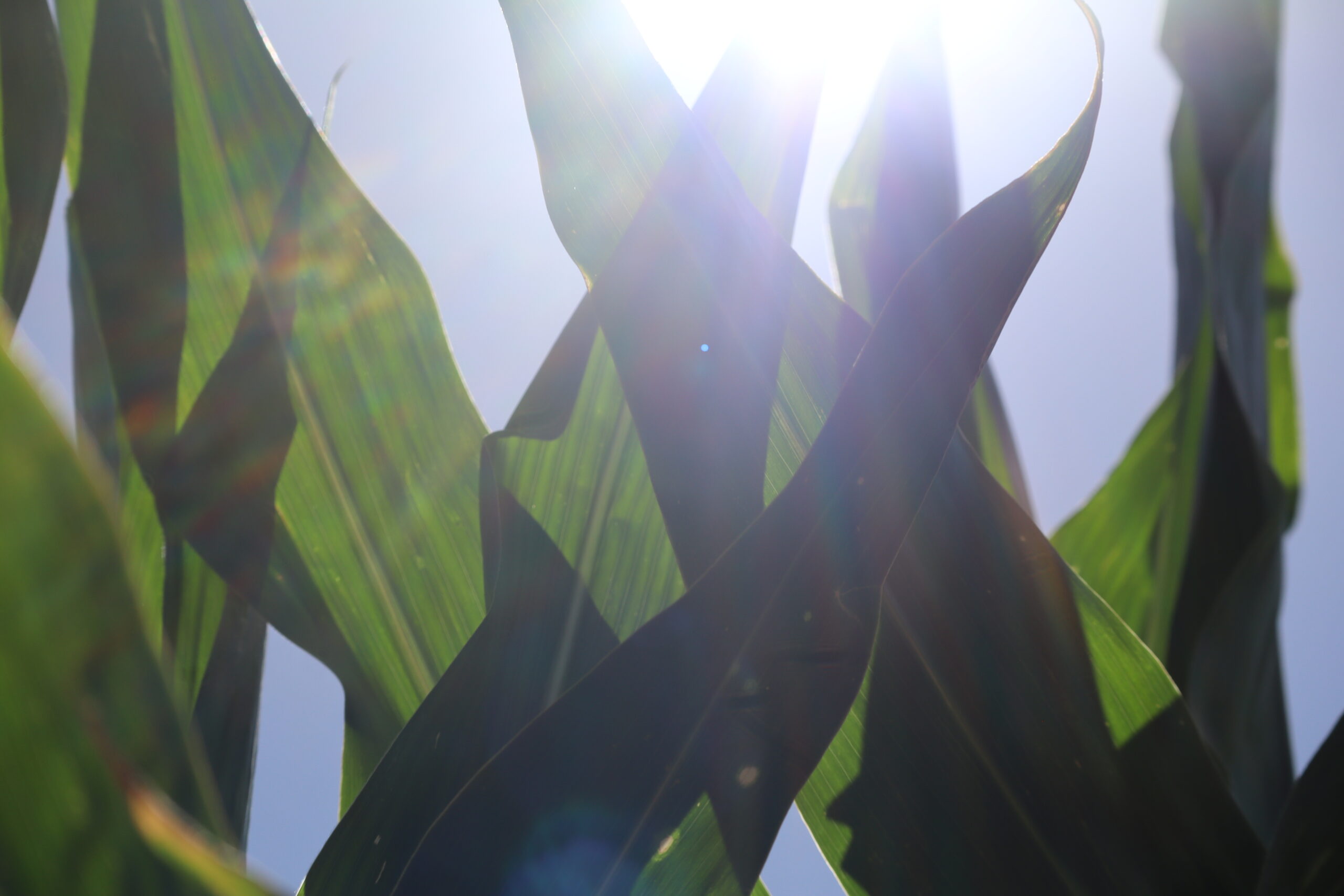 Nutrien Innovation Farm and SitePro